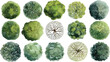 © Pixel Park - Collection of fifteen watercolor top view trees with varied green foliage and branch structures on a white background