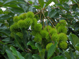 Unripe rambutan growing on a tree, vibrant green fruit clusters among lush leaves in natural outdoor daylight. Fresh fruit. Nephelium lappaceum