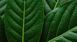 © smth.design - Deep green tropical leaf pattern with detailed veins and natural texture for botanical background and eco friendly nature design concepts
