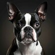 © eko - Adorable Boston Terrier, head-shot. Dark fur with a white blaze, large ears, and soulful, light-brown eyes