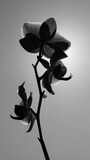 Silhouetted orchid stem with blooms against a bright, sun-like backdrop in grayscale