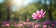 © The 2R Artificiality - A detailed shot of a Cosmos flower in a park setting during bright sunlight, highlighting plant health and outdoor environment
