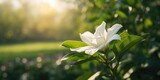 Garden scene featuring blooming gardenia flowers in spring, highlighting seasonal flowering, Earth Day
