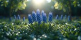 Cluster of blue grape hyacinths against a green foliage background, ideal for floral pattern or decorative use