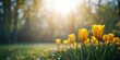© AkuAku - Yellow tulips in full bloom under bright sunlight within a garden, highlighting seasonal flowering
