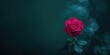 © TheWaterMeloonProjec - Pink rose with dark green foliage, suitable as a floral background for text or design elements