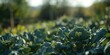 © pngking - Healthy broccoli foliage thriving with proper farming techniques, sustainable agriculture