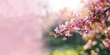 © Cyber Shutter - Cherry blossoms on a branch in the sunshine, floral background for nature photography
