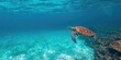 © vxnaghiyev - Sea turtle swimming in clear ocean water, marine biodiversity conservation, Earth Day