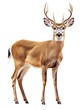 © Dece Std - Elegant male deer, tan coat, dark tail, and partial antlers, on white