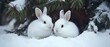 © pvl0707 - Two fluffy white rabbits sit together in the snow under a pine tree in a serene winter landscape, showcasing their playful nature and soft fur