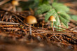 © wollertz - A low-angle macro view featuring two tiny mushrooms with orange-brown caps and slender stems, nestled in a dense bed of pine needles and woody debris.