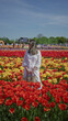 © Krakenimages.com - Woman in white dress and sunglasses stands in vibrant tulip field in lisse, netherlands, carrying a straw bag surrounded by colorful red, yellow, orange flowers under clear blue sky.