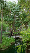 © Krakenimages.com - Woman in black walking on a wooden bridge in a lush tropical resort garden surrounded by vibrant greenery and tall trees reflecting in a serene pond.
