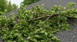 © Kathy - Massive green tree branches and abundant foliage littering a residential asphalt shingle rooftop following destructive strong summer winds ,shingles, limb, roof