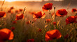 © ursuviorel - Field of vibrant red poppies at golden hour sunset