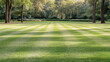 © siraphol - Sunlit striped lawn with long tree shadows creating calm morning pattern