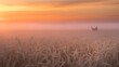 © Amber - Wheat field at sunrise with fog and silhouette of machinery