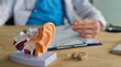 © Nadzeya - Details of ear anatomy model on a desk during a consultation with a hearing specialist concept
