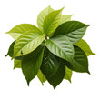 © MDNayeem - Green plant with fresh bright leaves isolated on transparent background top view studio shot
