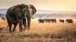 © CREATIVE - African elephant walking towards camera with herd in distance across golden savanna
