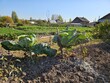 © Pavel Losevsky - Two cabbage plants are growing in a garden. vegetable garden and village houses