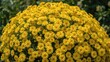 © Lasvu - Bright yellow chrysanthemums in a dense, rounded cluster, blooming vibrantly in a garden setting.