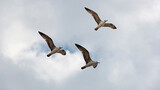 Gaviotas joven volando en un día nublado 