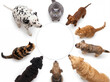 © Hiskia - Group of cats and dogs sitting in circle looking up at round copy space, white background, pet teamwork and friendship concept.
