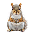 © kageyama - A close-up of a cheerful squirrel sitting upright. its fluffy tail and detailed fur. against a plain white background. ideal for wildlife photography and nature-themed projects