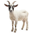 © kageyama - A playful young goat stands confidently against a plain white background. its unique black and white markings. with an inquisitive expression. ideal for animal-themed projects