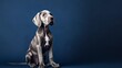 © BanklangArtshop - Adorable great dane puppy sitting against backdrop.