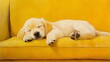 © BanklangArtshop - Cute sleeping puppy on a vibrant yellow couch.