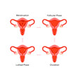 © tanyabosyk - Menstrual cycle educational diagram with phases illustration. Menstruation, follicular phase, ovulation, luteal phase anatomy infographic for womens health, fertility tracking and medical education.