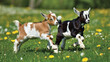 © Rajia - Dairy livestock, black and white cow and goat, graze on the green grass of a rural farm pasture