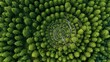 © backup_studio - Aerial top view of a spiral garden maze surrounded by a lush green forest, showing a unique natural landscape for environmental and nature concepts.