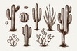 © Chairul - Detailed hand-drawn vector collection of various desert flora and succulent plants, including different cactus types, rendered in a monochrome sketch style for nature and western designs.