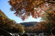© 국화 이 - 제주도 둘레길, 가을에는 단풍으로 알록달록 아름답게 피어난다. 나무 사이로 햇살이 비추니 따스하고 감성적이다.