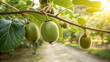 ©  Blar Studio - Closeup of fresh kiwis hanging from a branch in a kiwi orchard, illuminated by the warm glow of the setting sun in the background