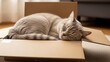© Razzaque - Cute tabby cat sleeping peacefully in a cardboard box indoors