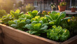 © Natalia - Raised garden bed filled with various types of lettuce in spring sketches