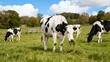 © Wankhairulizuan - Dairy cows grazing peacefully in a lush green pasture under a bright blue sky.
