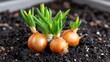 © pvl0707 - Onion plants with green leaves growing from soil in a garden during springtime with young sprouts and brown bulbs