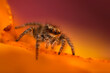 © serkanmutan - An aesthetically pleasing and eye-catching photograph of a spider against a background dominated by warm colors. The spider species is a jumping spider. Natural background.