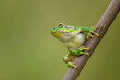 © Elles Rijsdijk - European tree frog ready to jump on a green background