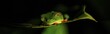 © Moritz Wolf/imageBROKER - Red-eyed tree frog (Agalychnis callidryas) on a leaf, macro photograph, black background, Tortuguero National Park, Costa Rica