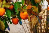 Gardening background. Persimmon Ripe orange fruits and green leaves in autumn garden in rainy day. Kaki plum tree. Japanese persimmon, Diospyros kaki  Lycopersicum fruits