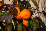 Gardening background. Persimmon Ripe orange fruits and green leaves in autumn garden in rainy day. Kaki plum tree. Japanese persimmon, Diospyros kaki  Lycopersicum fruits