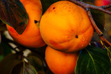 Gardening background. Persimmon Ripe orange fruits and green leaves in autumn garden in rainy day. Kaki plum tree. Japanese persimmon, Diospyros kaki  Lycopersicum fruits