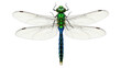 © Jn - Emerald dragonfly PNG isolated on transparent background, iridescent insect with detailed wings for nature and design projects